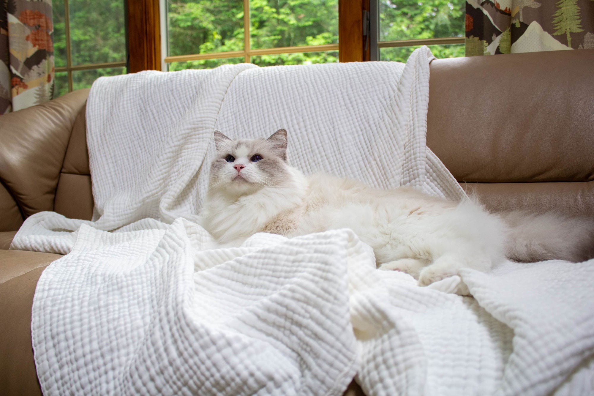 White cat lying on a brown sofa with an organic white blanket